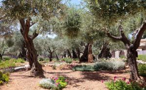 Foto: Thinkstock / Getsemanski vrt u Jeruzalemu